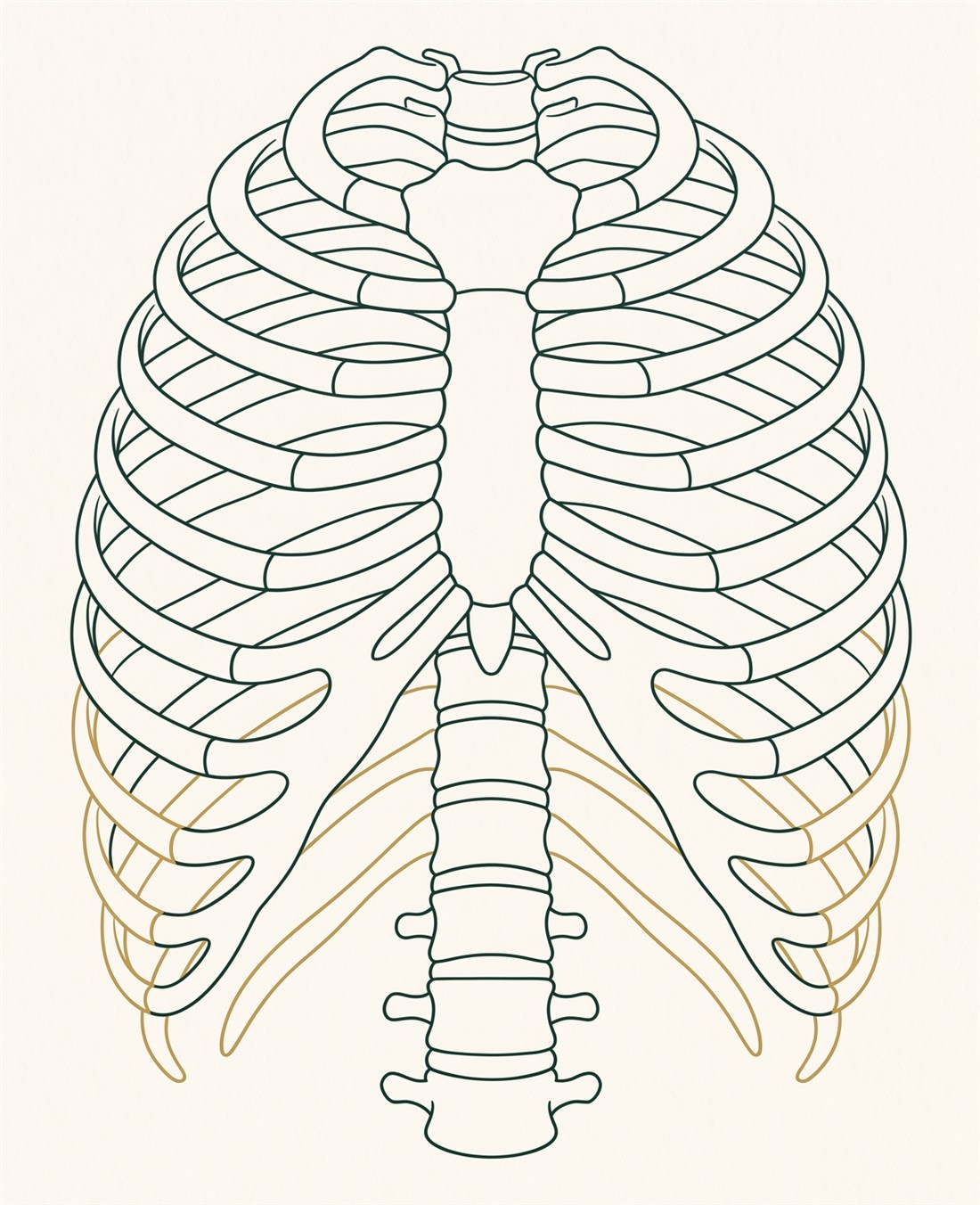 Rib cage diagram highlighting the lowest three ribs (10, 11, 12) that are remodelled to narrow the waist